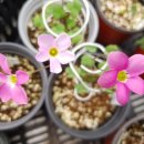 시랑초등학교 이미지