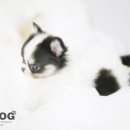 강아지 분양 프러포즈펫 이미지