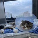 e-동물 메디컬 센터 이미지