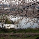 조천변 벚꽃길 이미지