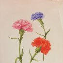 보타니컬아트 (중급) 이미지