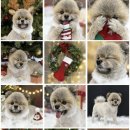 구미산동 애견미용 눈부시개 이미지