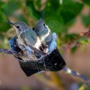 벌떼둥지 이미지