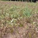 봉덕농장 이미지