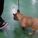 브리더독 이미지