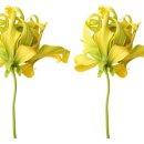 일랑일랑 이미지