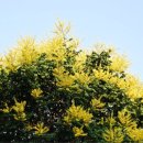 마차곡중 이미지