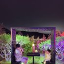 숲속애 애플트리 네이버블로그