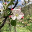 사과꽃이피면 사과가 열리지요 이미지