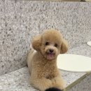 퀸즈펫