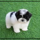 하남강아지 | 하남강아지분양 말티즈 분양 후기