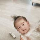 집에서도 간단히 반려견 미용 이미지