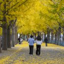 은행나무길 이미지