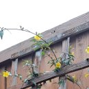 쌈바닭강정 이미지