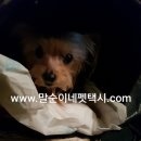 해피 펫 택시 네이버블로그