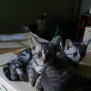 샤론통상 이미지