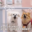 나드리독 이미지