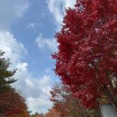 왕버들공원화장실 | 청송 주왕산 국립공원 주산지 단풍/ 왕버들 반영 사진 명소