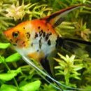 골든엔젤 이미지