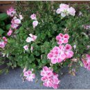 분당요한성당 이미지