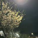 불당천 | 천안 벚꽃 명소 불당천 개화 상황 실시간 후기 데이트 명소 추천