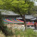 천주산 누리길 | 천주산 진달래 실시간 개화현황, 주차장, 초보 등산 코스