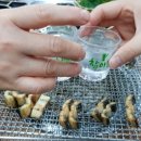 섯다장어 이미지