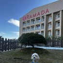 개와 사람(애견호텔) | 평창 라마다 호텔&amp;스위트 펫룸에서 가을 호캉스 | 애견동반 4성급 호텔 후기