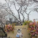행운공원 | '렛츠런파크 벚꽃축제' 후기 ㅣ 경마공원, 봄꽃축제, 데이트코스, 벚꽃
