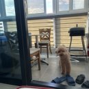 어린왕자스파애견펜션 네이버블로그