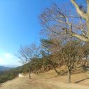 임천 가림성 느티나무 이미지