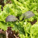 종합농장 이미지