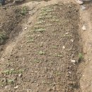 열무농장 이미지