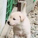 와가야 이미지