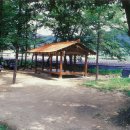 숲거리 Daum카페