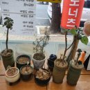 유정아수제도너츠 이미지