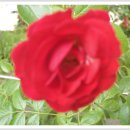 장미꽃길 2 이미지