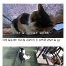 [haha ha] 고양이들은 꼬리 만지는 것을 좋아하지 않는다 이미지