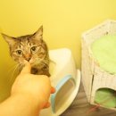 유니포리 이미지