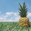 파인애플 이미지