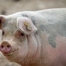 믿음축산농장 이미지