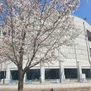 광명시립농악단 정기공연 | 아이와 가기 좋은 경기도 양주 벚꽃 명소 경기북부어린이박물관 및 자연수호평화박물관(야간 개장 일정...