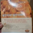 도순동-3 | [겨울 과일] 제주 직송! 서귀포 타이벡 감귤, 너무 맛있쟈나쟈나🍊