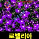 티티퍼플