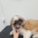 깔꼼 애견미용실 이미지