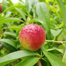 장고농장 이미지