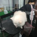 퍼피홀릭 이미지