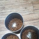 와일드캉갈 이미지