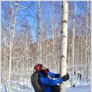 원대리 자작나무숲 이미지