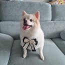 퍼피포유 이미지